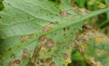 Alternarioza rapiței, Pătarea neagră Alternarioza rapiței, Pătarea neagră